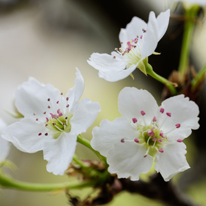 日本黄页网站免费大全
